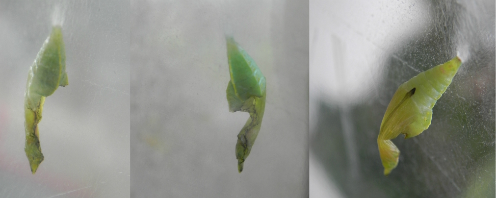 Crisalide Pieris Rapae deforme